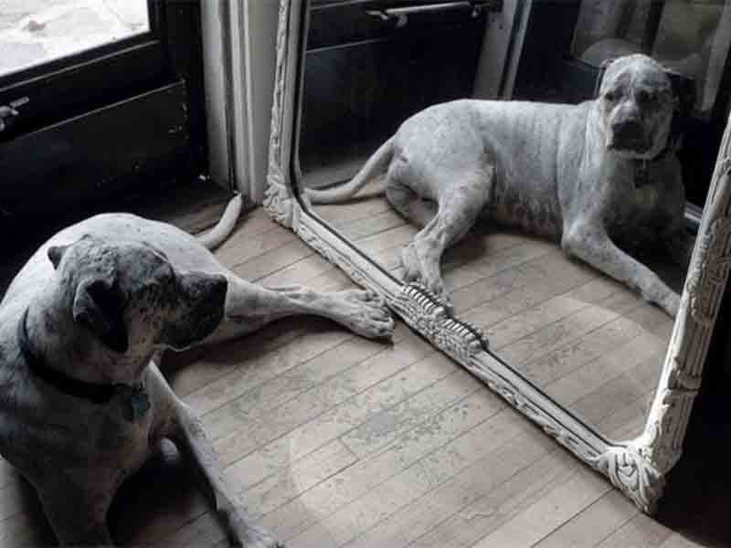 Do dogs recognize themselves in the mirror?